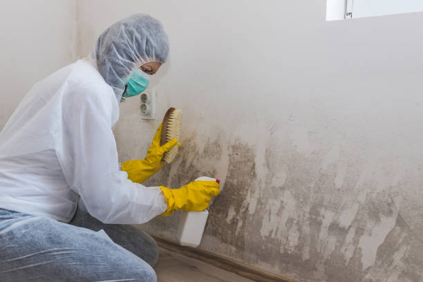 Best Toxic Mold Removal  in Frostproof, FL