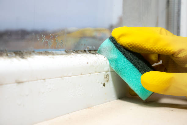 Best Commercial Mold Removal  in Frostproof, FL