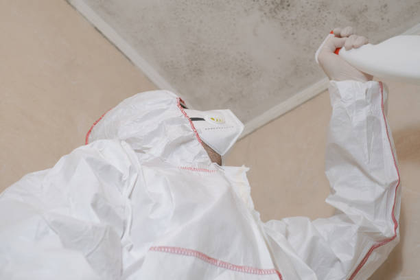 Attic Mold Removal in Frostproof, FL