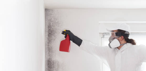 Best Office Mold Removal Services  in Frostproof, FL