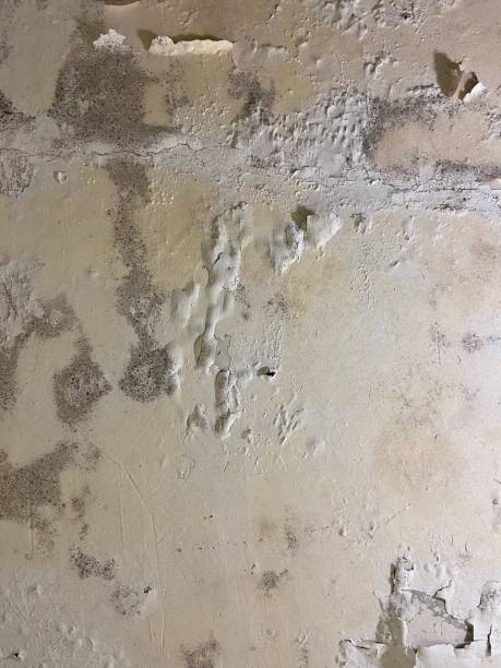 Professional Mold Removal in Frostproof, FL