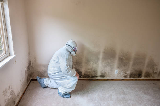 Best Residential Mold Removal  in Frostproof, FL