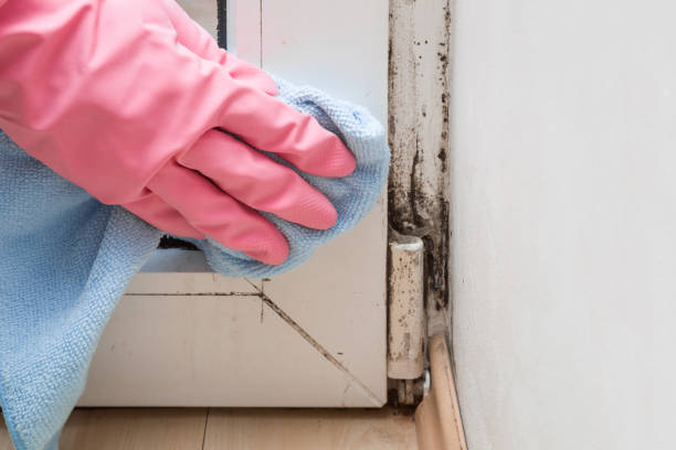Best Black Mold Removal  in Frostproof, FL