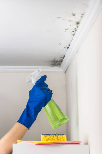 Best Mold Damage Repair  in Frostproof, FL